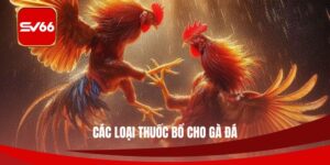 Các Loại Thuốc Bổ Cho Gà Đá Được Nhiều Chủ Nuôi Tin Dùng