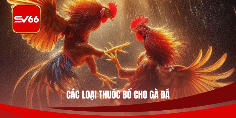 Các Loại Thuốc Bổ Cho Gà Đá Được Nhiều Chủ Nuôi Tin Dùng
