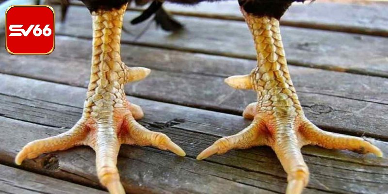 Chọn tướng gà đá qua vảy rồng