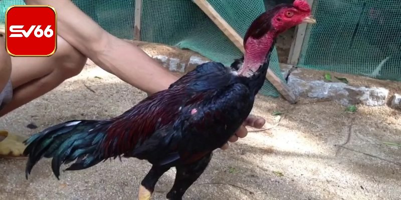 Chọn Tướng Gà Đá - Chia Sẻ Kinh Nghiệm Từ Cao Thủ Đi Trước