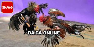 Đá Gà Online – Địa Điểm Giải Trí Lý Tưởng Cho Người Đam Mê