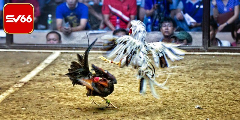 Đá gà SV66 với giống Mỹ lai siêu chất lượng