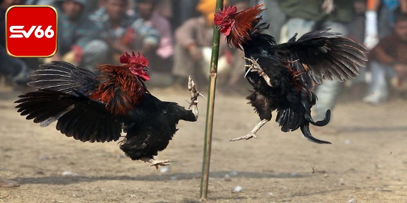Điều quan trọng trong quy tắc thi đấu