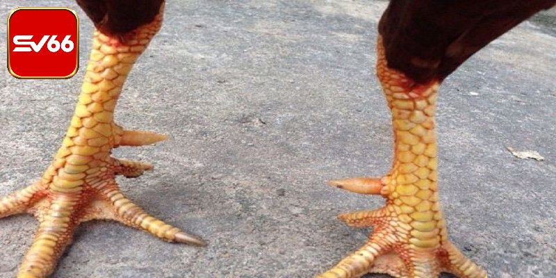 Lựa chọn qua tiêu chí ngoại hình