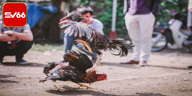 Nguyên nhân giúp sân chơi gà chọi được yêu thích