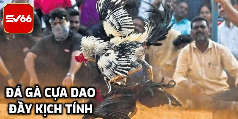 Nhiều kèo cược trong trận