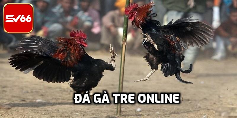 Những màn chọi gà tre hấp dẫn