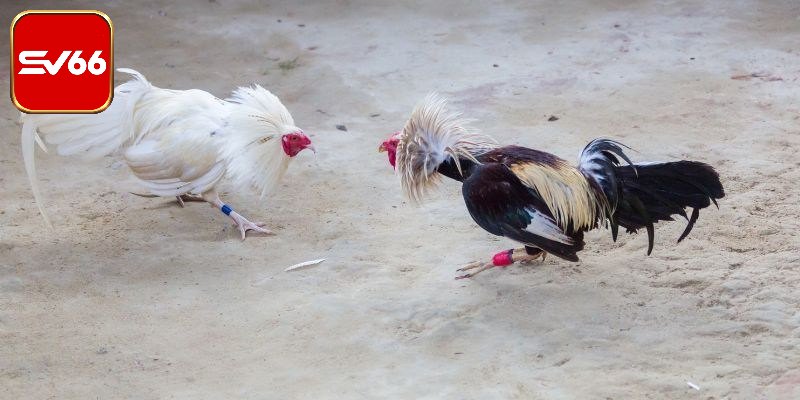 Những tỷ lệ chấp phổ biến khi chơi