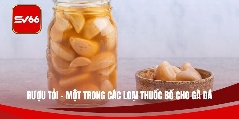 Rượu tỏi - Một trong các loại thuốc bổ cho gà đá