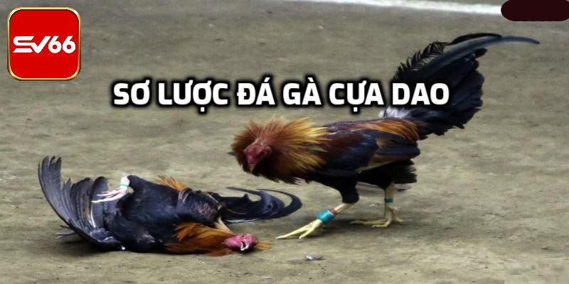 Thông tin về đá gà cựa dao