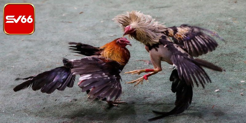 Trận chiến gà Mỹ kịch tính
